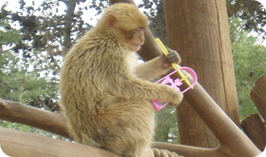 פארק הקופים 