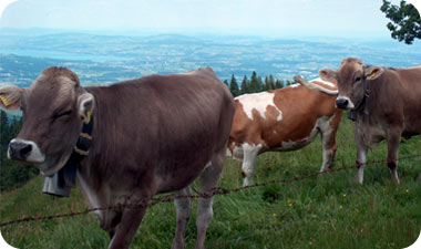 צילום: סימי שאואר