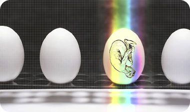 מצג ראש הוא השכיח מבין המצגים. אילוסטרציה: ASAP | PHOTOS