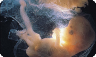 ברוב המקרים, כבר בניסיון הראשון ניתן לגרום לעובר להתהפך למצג ראש ולמנוע ניתוח קיסרי. אילוסטרציה: Gettyimages/Imagebank