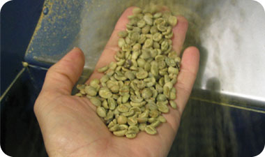 פולי הקפה לפני עיבוד