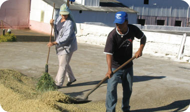 תהליך עיבוד קפה בברזיל