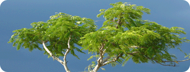 הצ'י הוא האנרגיה הבסיסית והיא מצויה בכל דבר ביקום: דומם, צומח ובחי