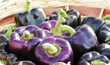 פלפלים סגולים בערבה