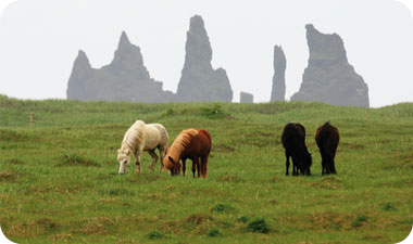 לסוסי איסלנד מגוון גדול של צבעים