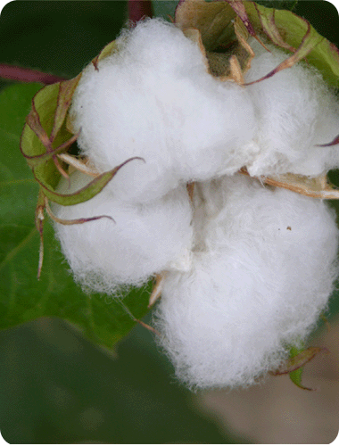 בגדי תינוקות מבדים העשויים מ-100 אחוזים כותנה אורגנית