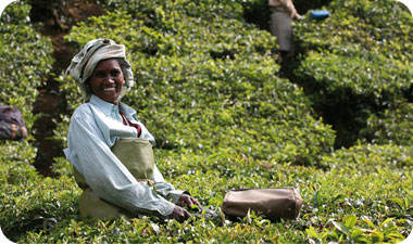 ירוק עד כל השנה