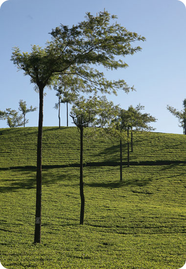 בסופו של יום, המרחבים הירוקים והנופים המרגיעים, הופכים לחוויה אמיתית.