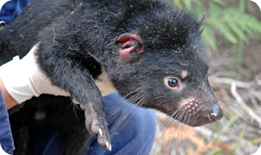 קבוצות שנפגעו ייעלמו לחלוטין בתוך 10- 15 שנים