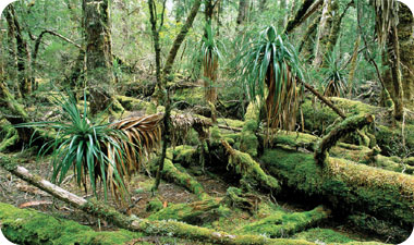 השדים הטסמניים מייצגים את כל היפה והפראי בטסמניה ובאוסטרליה כולה